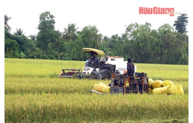 Gạo Việt được nhiều nước gia tăng mua vào nửa cuối 2023