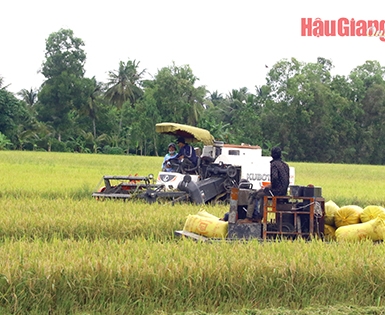 Gạo Việt được nhiều nước gia tăng mua vào nửa cuối 2023